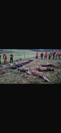 Drivjagt Zary (for 6 personer)