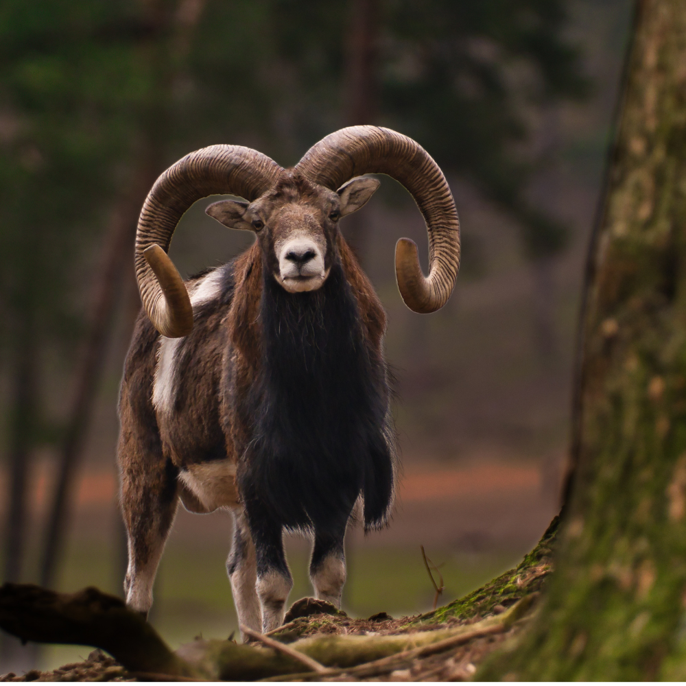 Muflon